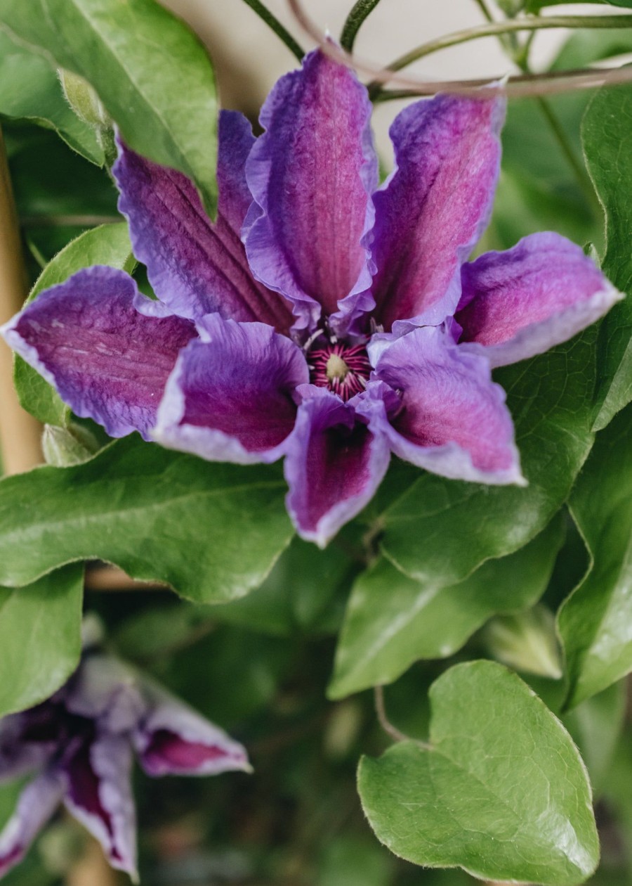 Plants Clematis Cottage Garden | Clematis Tumaini