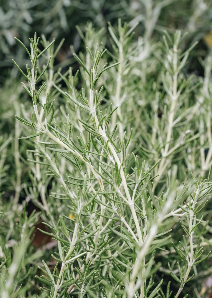 Plants Rosemary Kitchen Garden | Rosmarinus Prostratus Roman Beauty