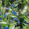 Plants Anchusa Cottage Garden | Anchusa Loddon Royalist Agm