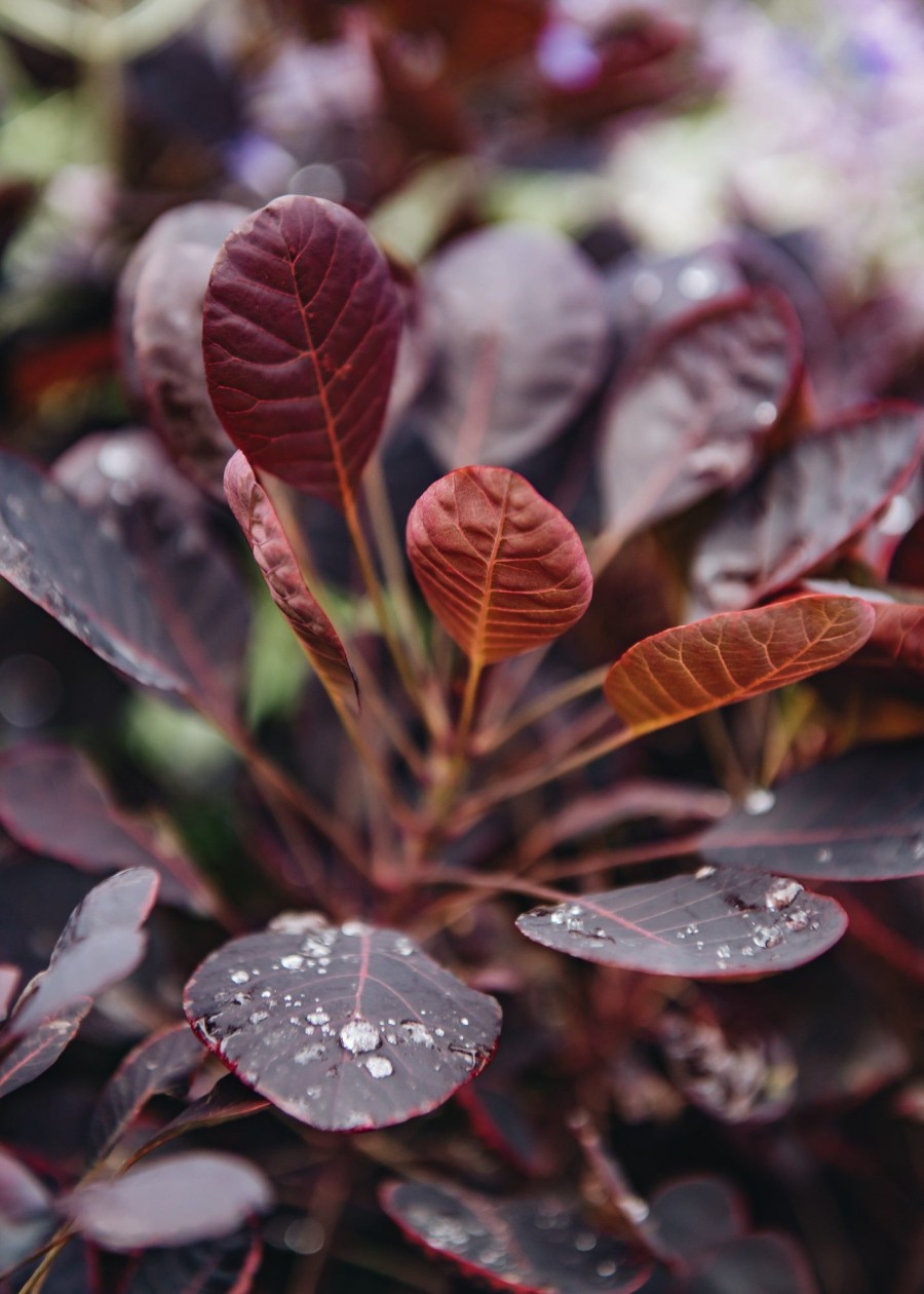 Plants Cotinus Trees & Shrubs | Buy Cotinus Lilla