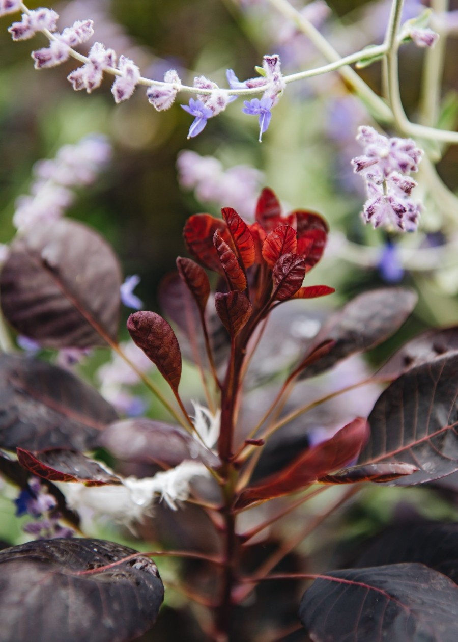 Plants Cotinus Trees & Shrubs | Buy Cotinus Lilla