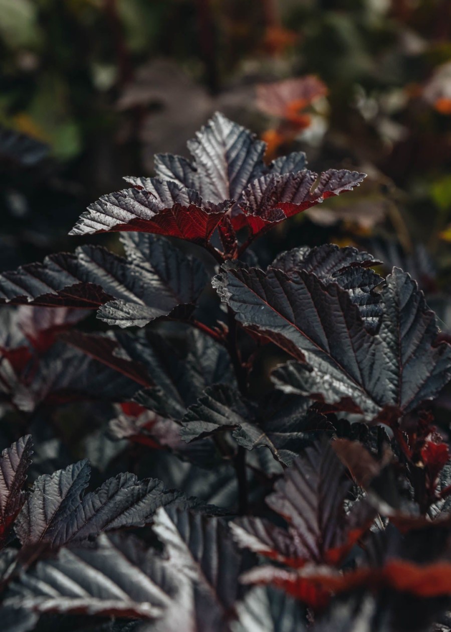 Plants Physocarpus Cottage Garden | Physocarpus Rubella