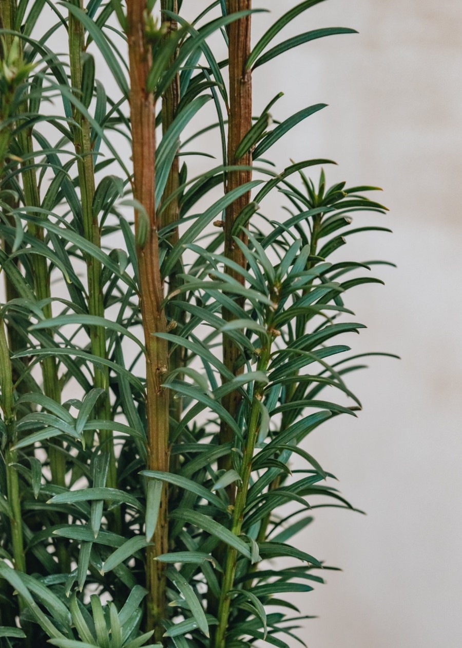 Plants Taxus Cottage Garden | Taxus Baccata Fastigiata