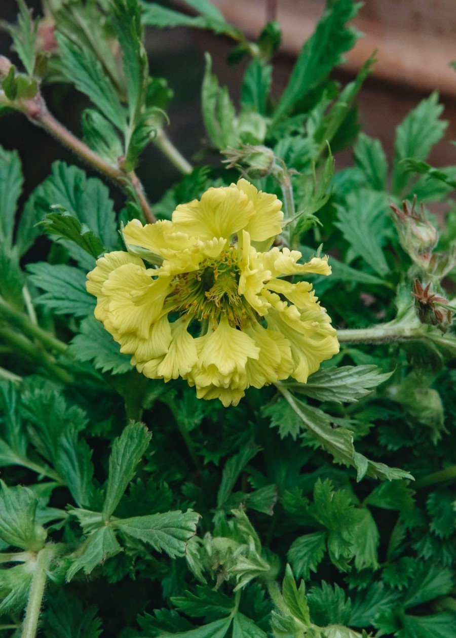 Plants Geum Pollinator Garden | Geum Can Can