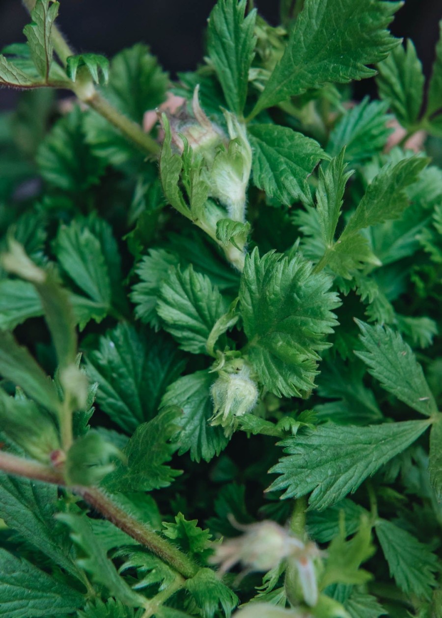 Plants Geum Pollinator Garden | Geum Can Can