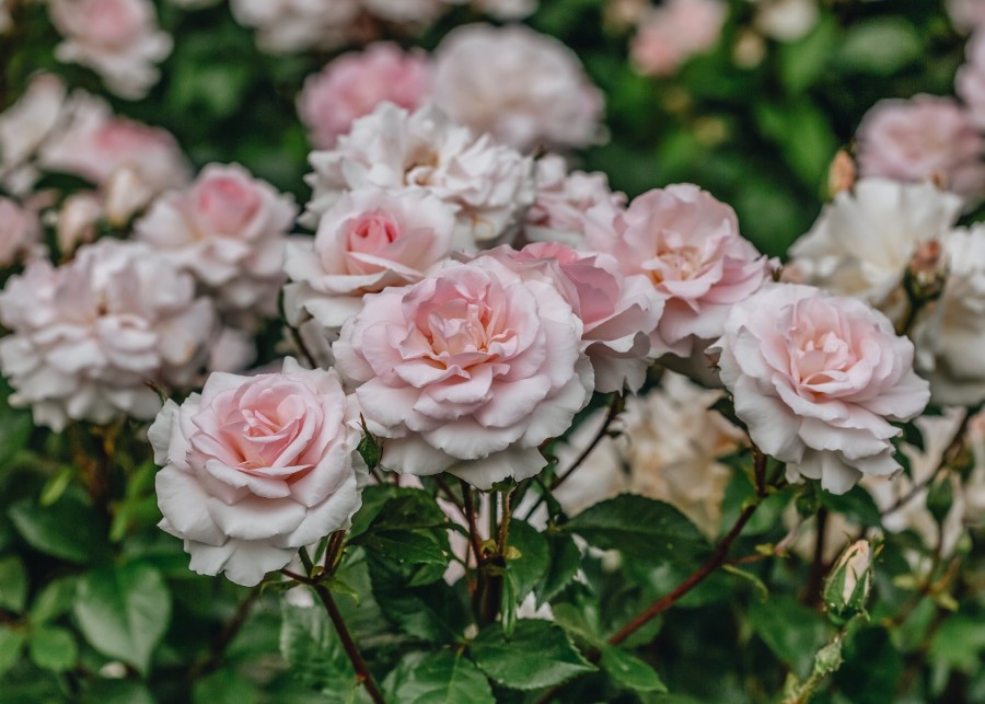 Plants David Austin Roses Rose Garden | A Whiter Shade Of Pale Rose