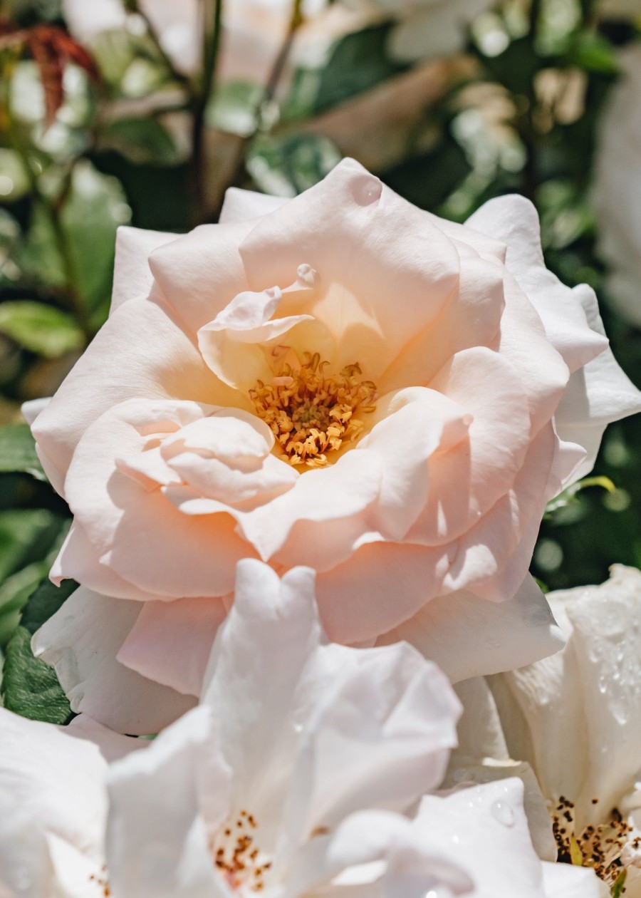 Plants David Austin Roses Rose Garden | A Whiter Shade Of Pale Rose