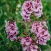 Plants Verbascum Cottage Garden | Verbascum Lavender Lass