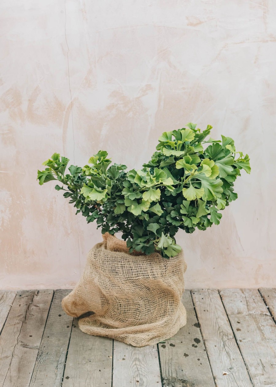 Plants Ginko Winter Garden | Ginkgo Bilboba Mariken