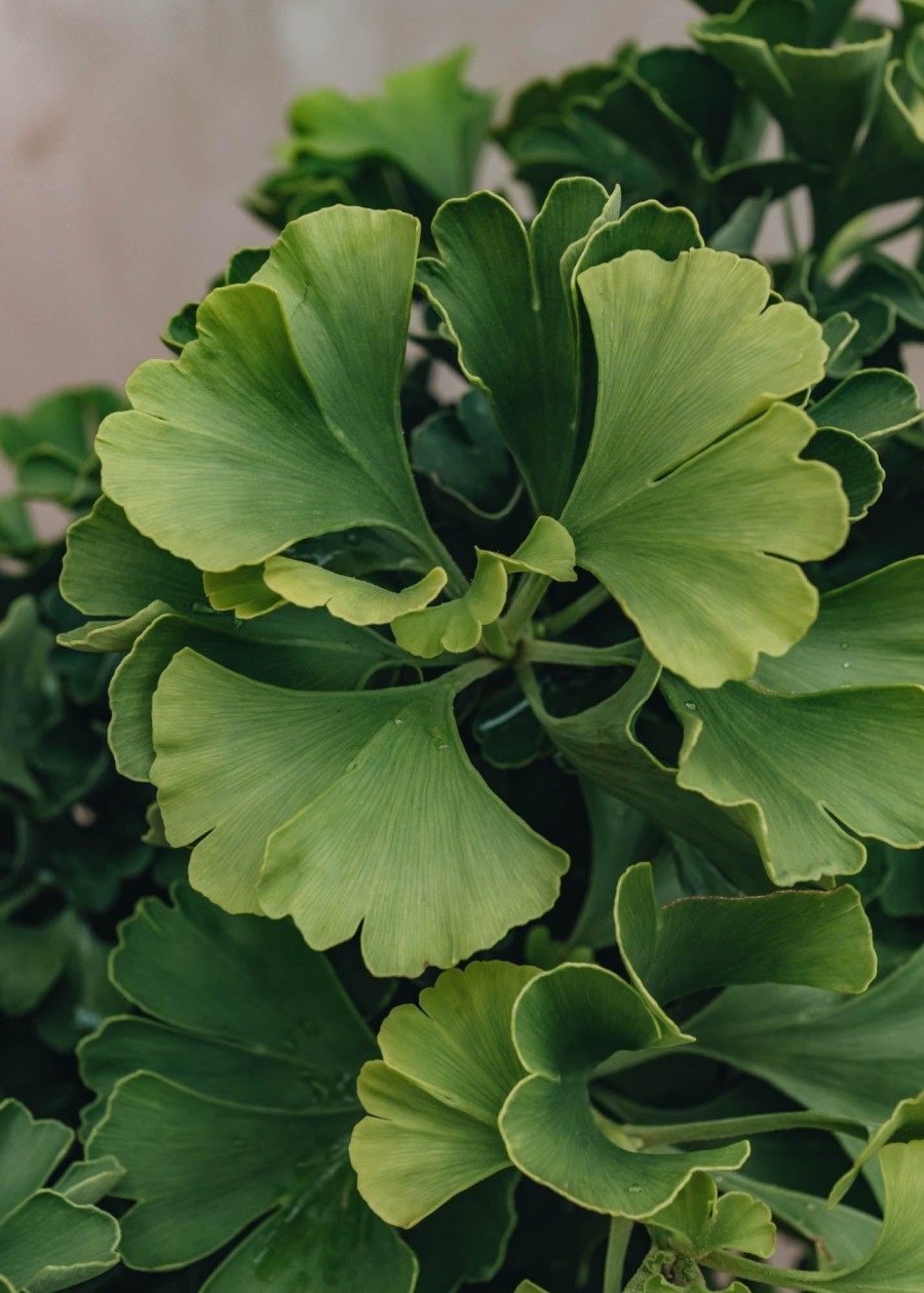 Plants Ginko Winter Garden | Ginkgo Bilboba Mariken