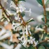 Plants Osmanthus Pollinator Garden | Buy Osmanthus Delavayi Agm