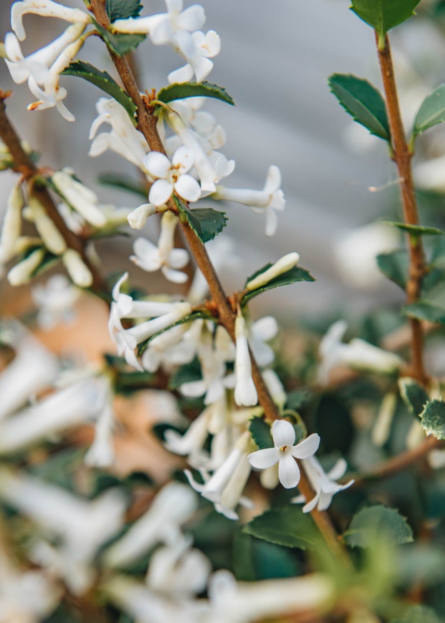 Plants Osmanthus Pollinator Garden | Buy Osmanthus Delavayi Agm