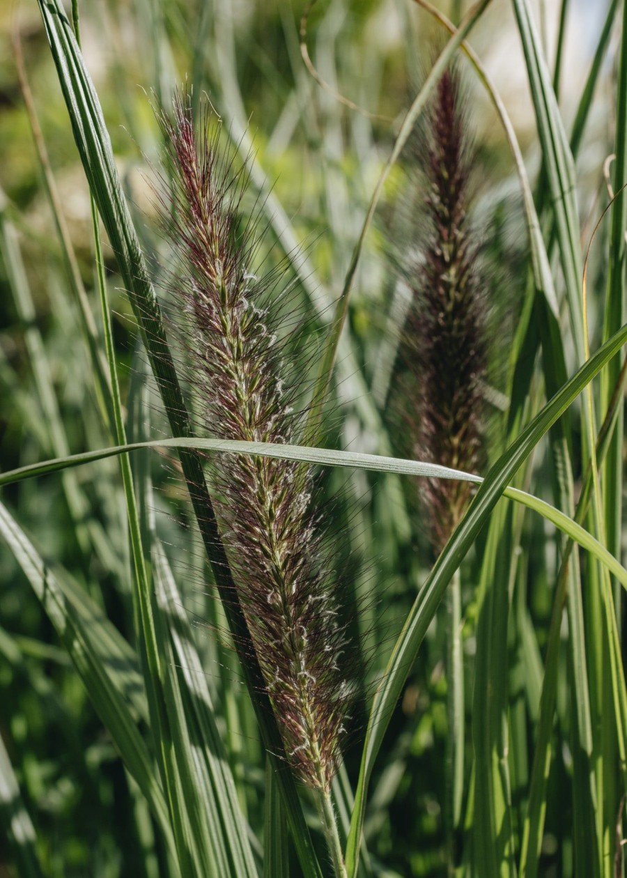 Plants Pennisetum Prairie Garden | Pennisetum Black Arrow