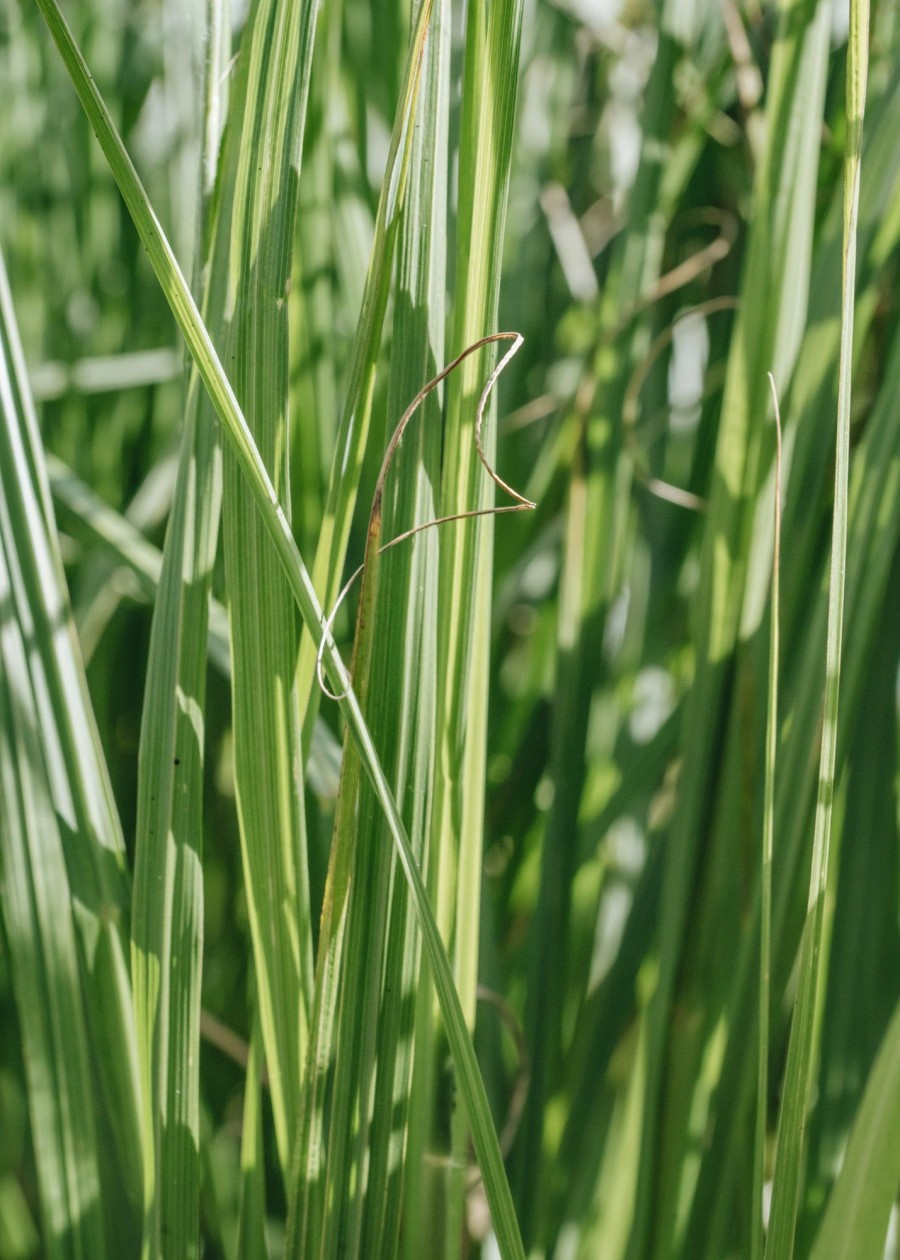 Plants Pennisetum Prairie Garden | Pennisetum Black Arrow