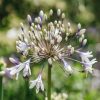 Plants Agapanthus Prairie Garden | Agapanthus Twister