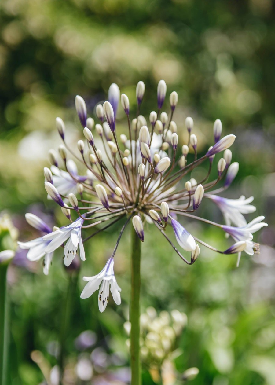 Plants Agapanthus Prairie Garden | Agapanthus Twister