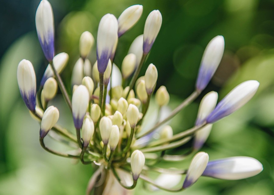 Plants Agapanthus Prairie Garden | Agapanthus Twister