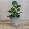 Interiors Houseplants Houseplants & Pots | British Grown Philodendron Zebra