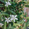 Plants Eriostemon Pollinator Garden | Eriostemon Flower Girl White