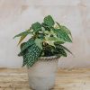 Interiors Burford Garden Co. Houseplants & Pots | Begonia Double Dot