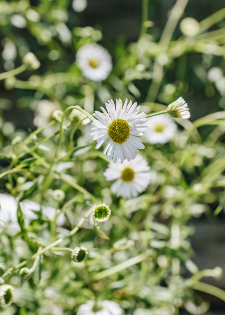 Plants Erigeron Pollinator Garden | Erigeron Sea Of Blossom