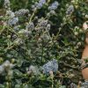 Plants Ceanothus Pollinator Garden | Ceanothus Thyrisiflorus Repens Agm