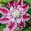 Plants Clematis Cottage Garden | Clematis Josephine