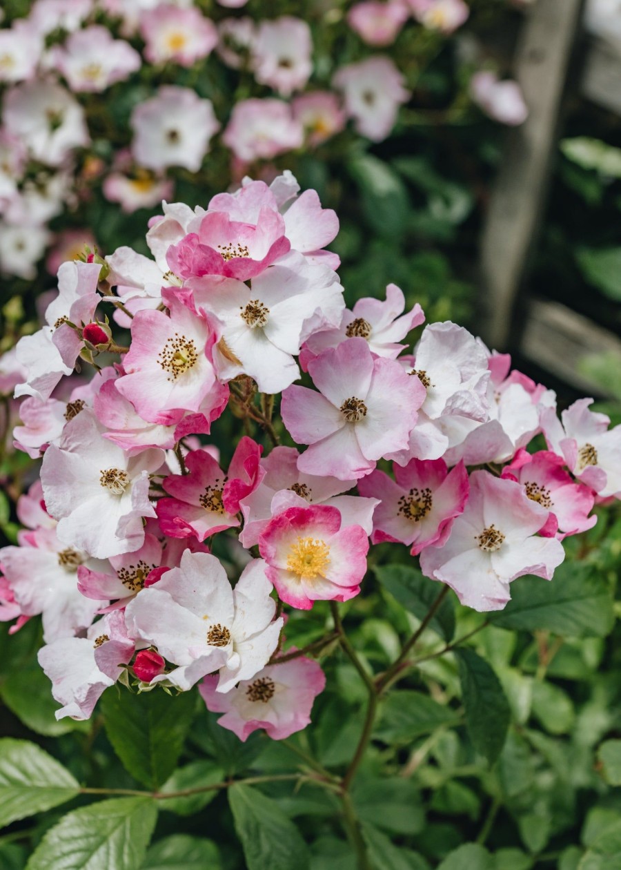 Plants David Austin Roses Rose Garden | Ballerina Agm Rose