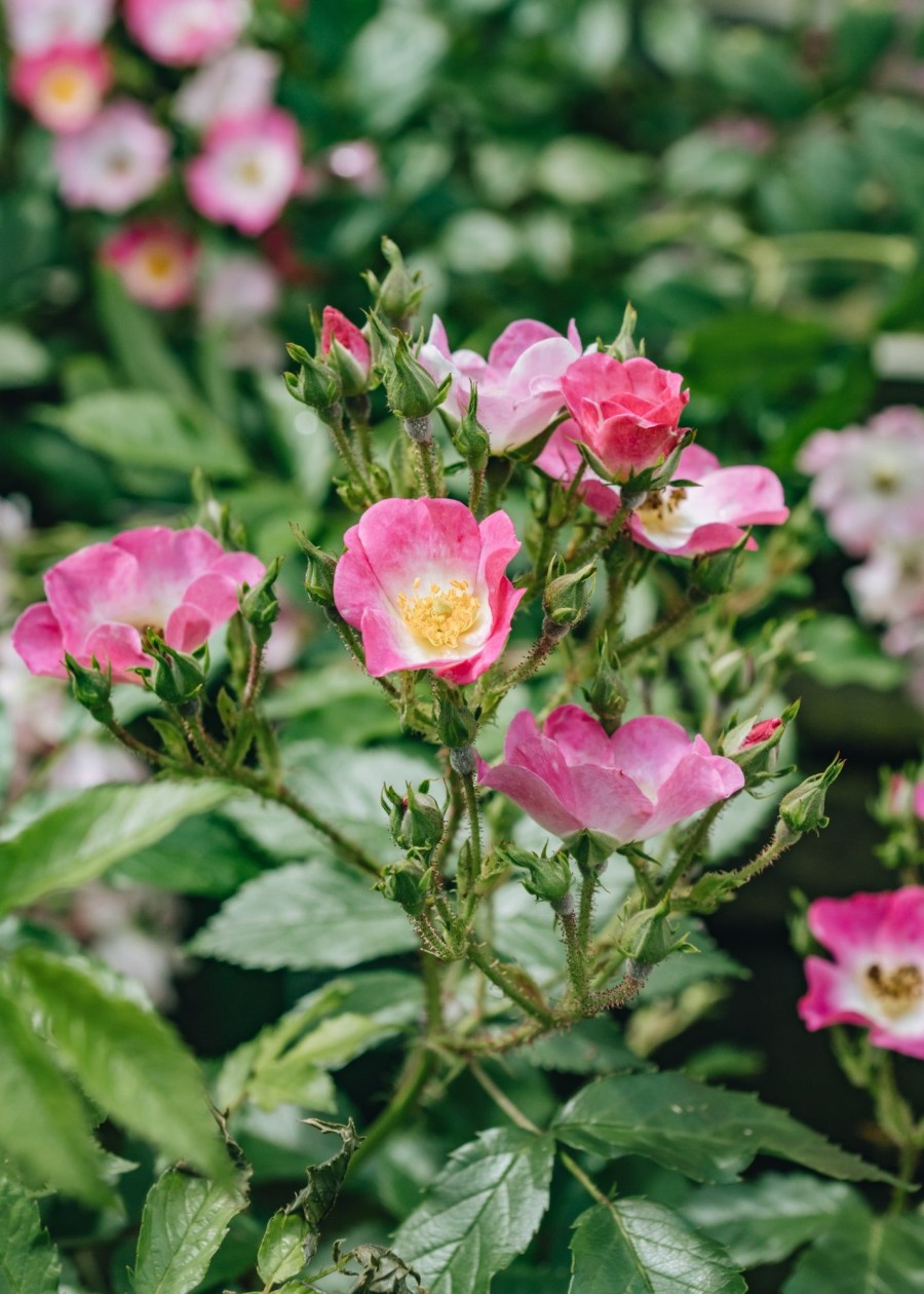 Plants David Austin Roses Rose Garden | Ballerina Agm Rose