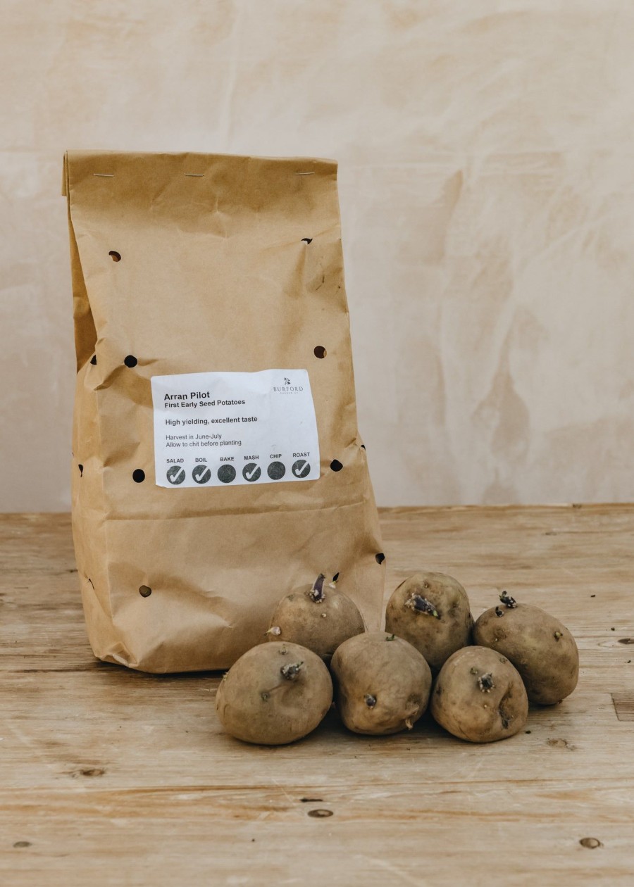 Plants Taylors Seed Potatoes | Potato 'Arran Pilot'