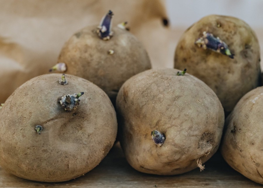 Plants Taylors Seed Potatoes | Potato 'Arran Pilot'