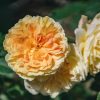 Plants David Austin Roses Rose Garden | David Austin Rosa Molineux