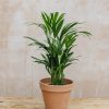 Interiors Houseplants Houseplants & Pots | Areca Dypsis Lutescens 17Cm