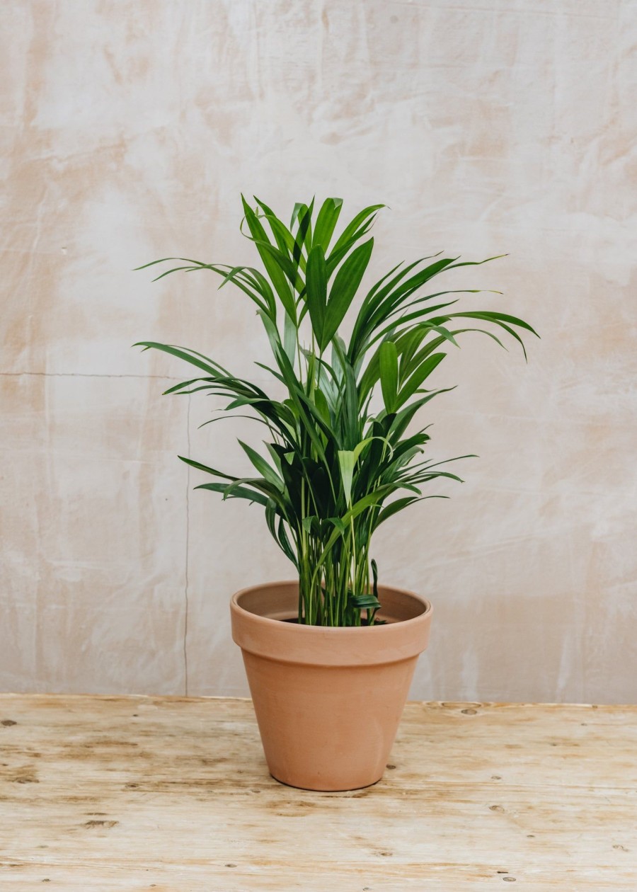 Interiors Houseplants Houseplants & Pots | Areca Dypsis Lutescens 17Cm