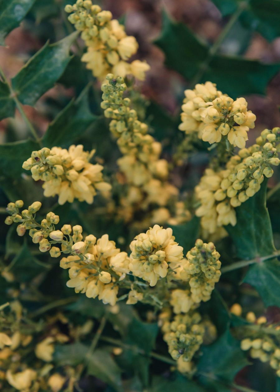 Plants Mahonia Pollinator Garden | Buy Mahonia X Media Charity