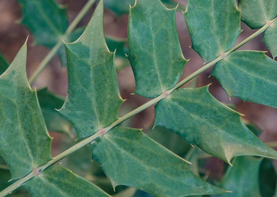 Plants Mahonia Pollinator Garden | Buy Mahonia X Media Charity