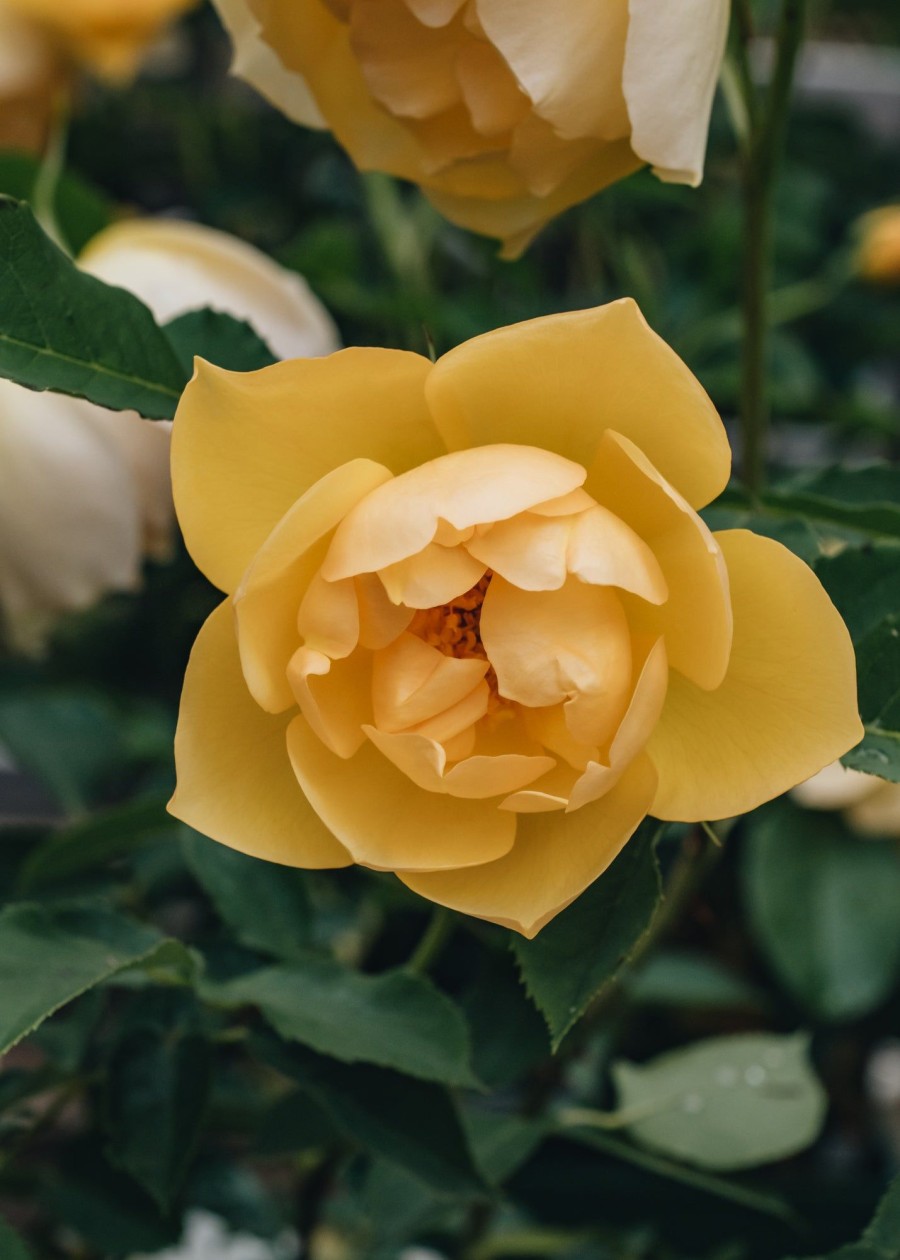 Plants David Austin Roses Rose Garden | Buttercup Rose