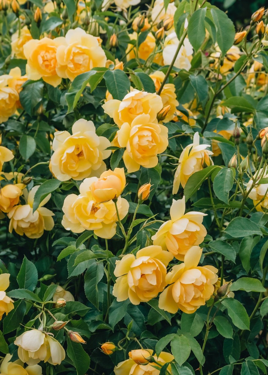 Plants David Austin Roses Rose Garden | Buttercup Rose