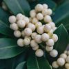 Plants Skimmia Pollinator Garden | Skimmia O'Berry White