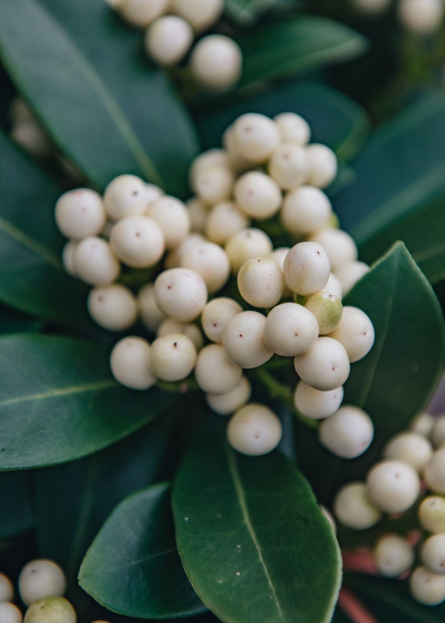 Plants Skimmia Pollinator Garden | Skimmia O'Berry White