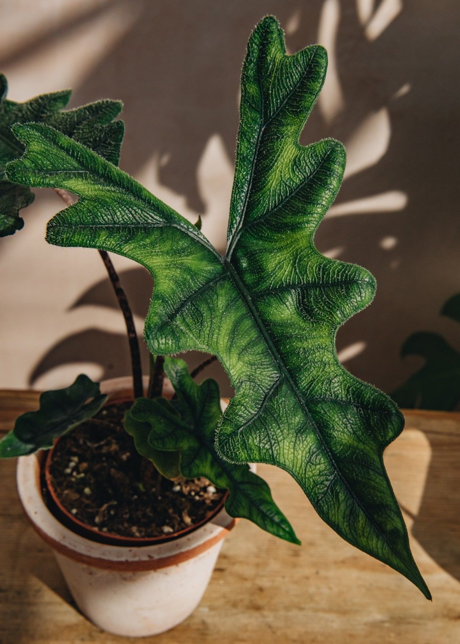 Interiors Houseplants Houseplants & Pots | Alocasia Jacklyn