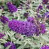 Plants Buddleia Pollinator Garden | Buddleia Little Purple