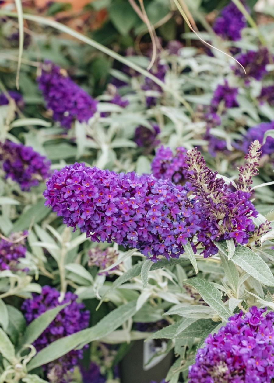 Plants Buddleia Pollinator Garden | Buddleia Little Purple