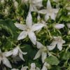 Plants Campanula Cottage Garden | Campanula Poscharskyana Silver Rain