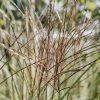 Plants Miscanthus Prairie Garden | Miscanthus Gnome