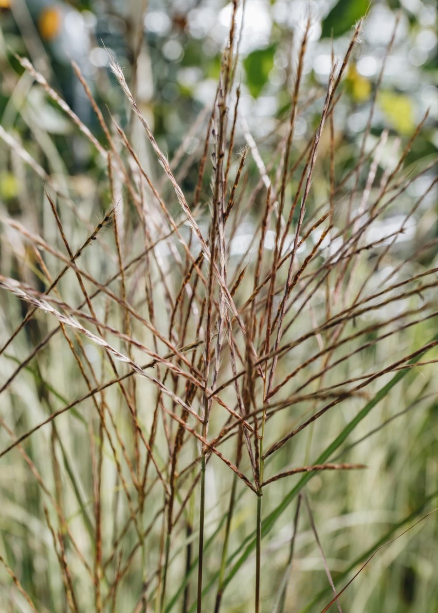 Plants Miscanthus Prairie Garden | Miscanthus Gnome