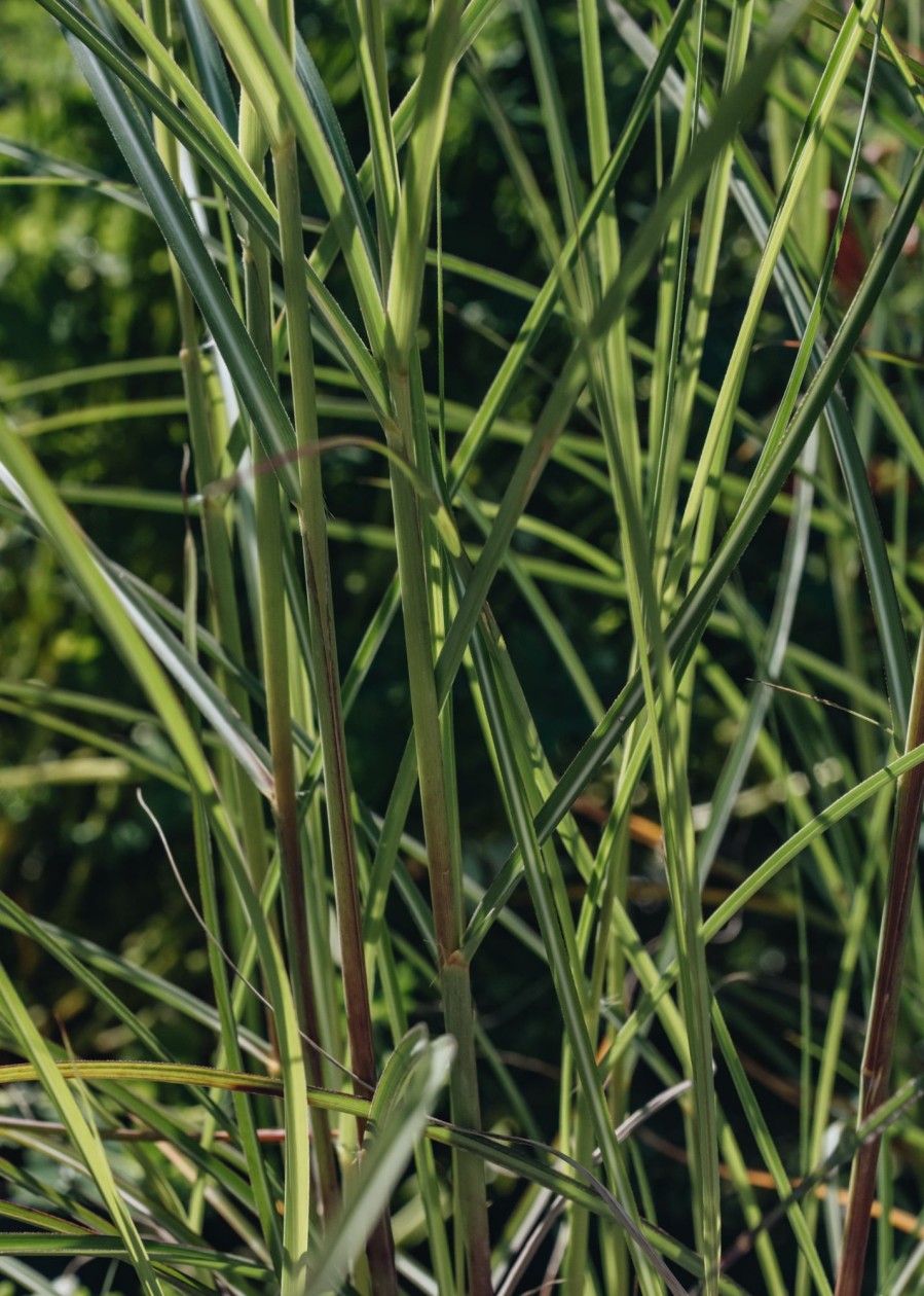 Plants Miscanthus Prairie Garden | Miscanthus Gnome