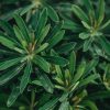 Plants Euphorbia Cottage Garden | Euphorbia Martinii Rudolph