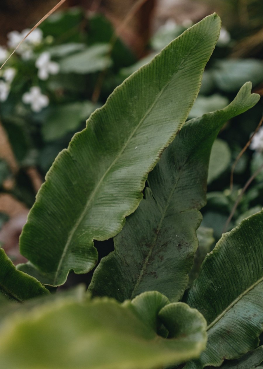 Plants Asplenium Cottage Garden | Asplenium Scolopendrum 2L