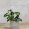 Interiors Burford Garden Co. Houseplants & Pots | Maranta Leuconeura Red Stripe